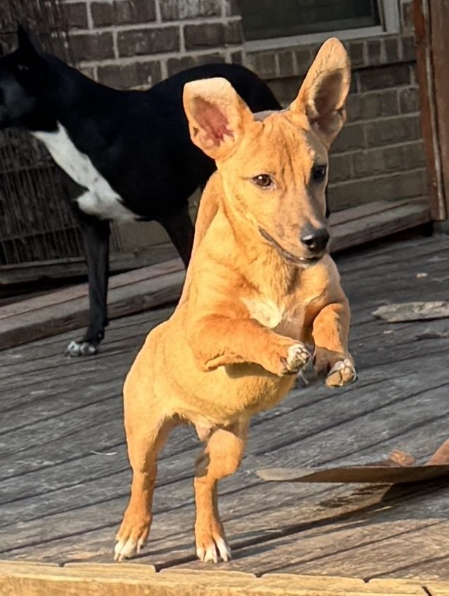 Sieggy, a tan pup with giant ears, standing up on his hind legs on a deck