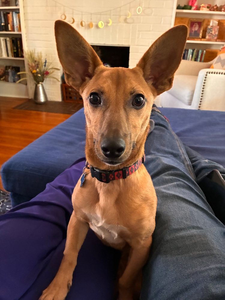 Sieggy on a lap on a blue couch, ears straight up