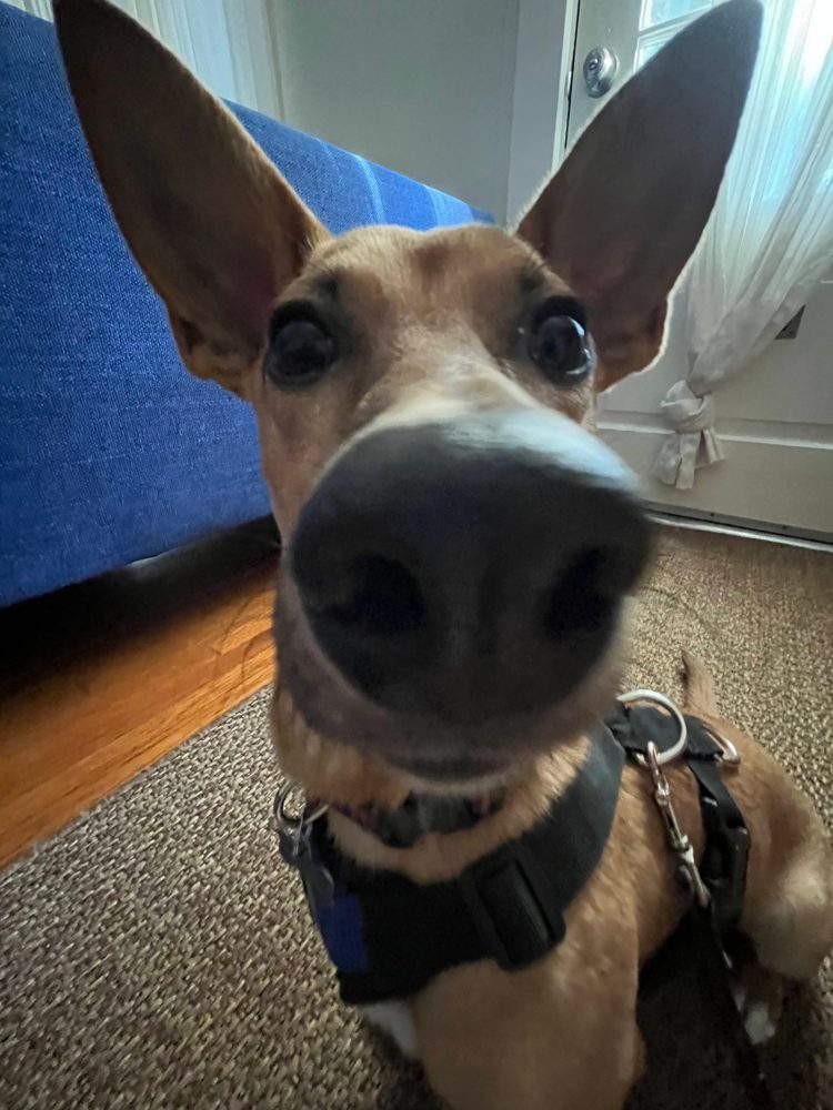 Extreme close-up of Sieggy's nose